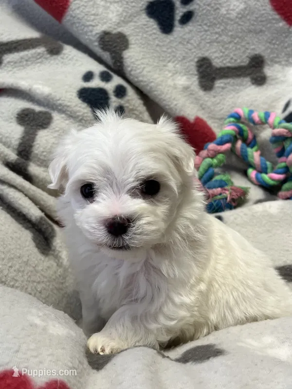 Jake – Maltese puppy for sale in Sycamore, GA