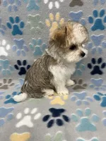 Charmer, a male Morkie for sale in Sycamore, GA – 6 of 10