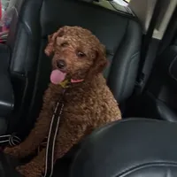 Clyde- Sold, a male Poodle - Miniature  for sale in Jackson, OH – Photo 7 of 10