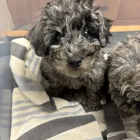 Clyde- Sold, a male Poodle - Miniature  for sale in Jackson, OH – Photo 10 of 10