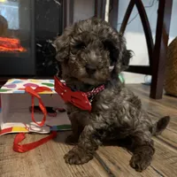 Clyde- Sold, a male Poodle - Miniature  for sale in Jackson, OH – Photo 1 of 10