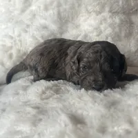 Clyde- Sold, a male Poodle - Miniature  for sale in Jackson, OH – Photo 3 of 10