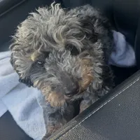 Clyde- Sold, a male Poodle - Miniature  for sale in Jackson, OH – Photo 5 of 10