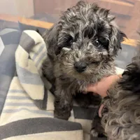 Clyde- Sold, a male Poodle - Miniature  for sale in Jackson, OH – Photo 9 of 10