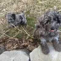 Clyde- Sold, a male Poodle - Miniature  for sale in Jackson, OH – Photo 8 of 10
