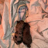 Clyde- Sold, a male Poodle - Miniature  for sale in Jackson, OH – Photo 4 of 10