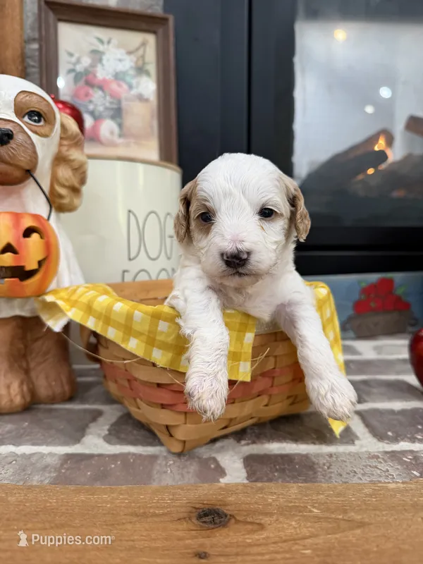 Dawson  – Cavapoo puppy for sale in Jackson, OH