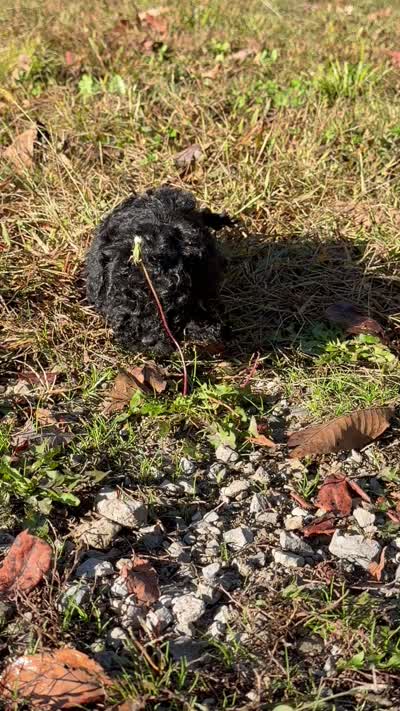 Daphne- toy F1B cavapoo, a female Cavapoo for sale in Jackson, OH – 3 of 4