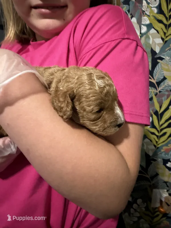 Dash – Cavapoo puppy for sale in Jackson, OH