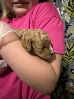 Dash, a male Cavapoo for sale in Jackson, OH – 1 of 2