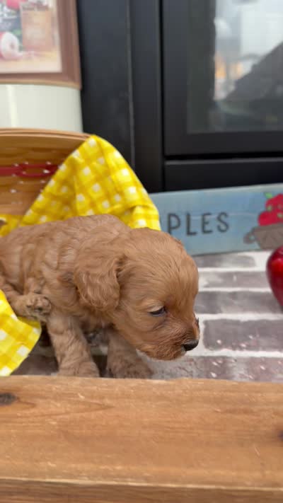 Denver, a male Cavapoo for sale in Jackson, OH – 4 of 4