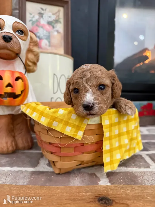 Dash – Cavapoo puppy for sale in Jackson, OH