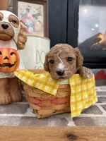 Dash, a male Cavapoo for sale in Jackson, OH – 2 of 2
