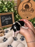 Dakota, a male Cavapoo for sale in Jackson, OH – 3 of 4