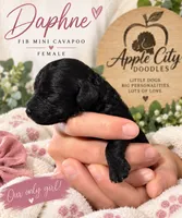 Daphne, a female Cavapoo for sale in Jackson, OH – 1 of 1