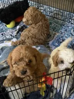 Update- Denver- Sold! , a male Cavapoo for sale in Jackson, OH – 4 of 7