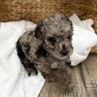 Cora, a female Poodle - Miniature  for sale in Jackson, OH – Photo 2 of 10