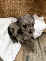 Cora, a female Poodle - Miniature  for sale in Jackson, OH – Photo 2 of 8
