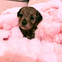 Cora, a female Poodle - Miniature  for sale in Jackson, OH – Photo 5 of 10