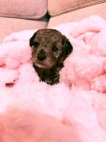 Cora, a female Poodle - Miniature  for sale in Jackson, OH – Photo 5 of 8