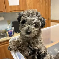 Cora, a female Poodle - Miniature  for sale in Jackson, OH – Photo 10 of 10