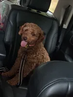 Cora, a female Poodle - Miniature  for sale in Jackson, OH – Photo 7 of 8