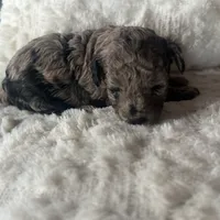 Cora, a female Poodle - Miniature  for sale in Jackson, OH – Photo 3 of 10