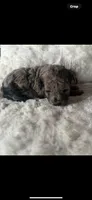 Cora, a female Poodle - Miniature  for sale in Jackson, OH – Photo 3 of 8