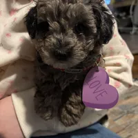 Cora, a female Poodle - Miniature  for sale in Jackson, OH – Photo 1 of 10