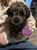 Cora, a female Poodle - Miniature  for sale in Jackson, OH – Photo 1 of 8