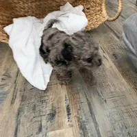 Cora, a female Poodle - Miniature  for sale in Jackson, OH – Photo 8 of 10