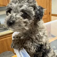 Cora, a female Poodle - Miniature  for sale in Jackson, OH – Photo 9 of 10