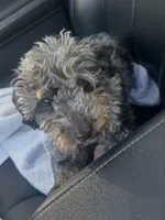 Cora, a female Poodle - Miniature  for sale in Jackson, OH – Photo 6 of 8