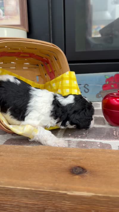 Dakota, a male Cavapoo for sale in Jackson, OH – 4 of 4