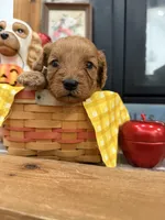 Denver, a male Cavapoo for sale in Jackson, OH – 1 of 4