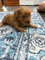 Denver, a male Cavapoo for sale in Jackson, OH – 3 of 4