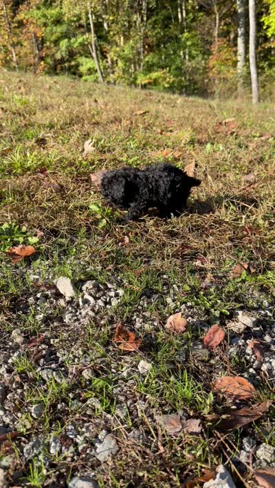 Daphne- toy F1B cavapoo, a female Cavapoo for sale in Jackson, OH – 4 of 4