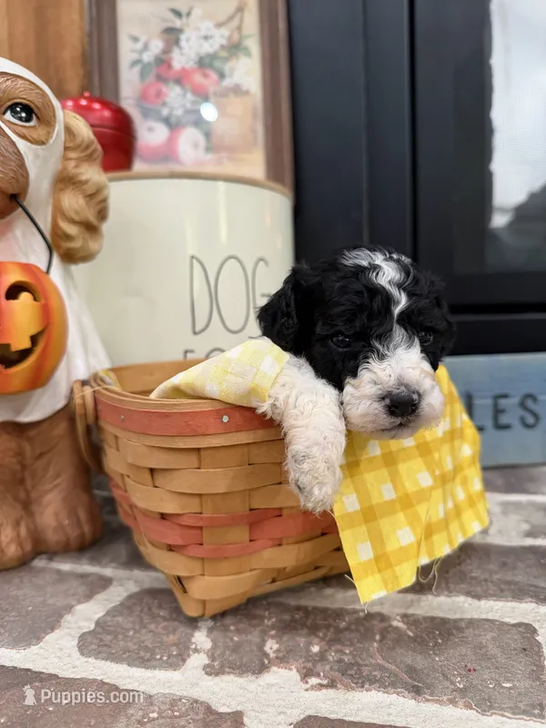 Dakota – Cavapoo puppy for sale in Jackson, OH