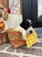 Dakota, a male Cavapoo for sale in Jackson, OH – 1 of 4