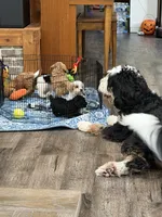 Daphne- toy F1B cavapoo, a female Cavapoo for sale in Jackson, OH – 2 of 4