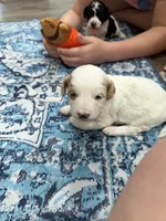 Dawson , a male Cavapoo for sale in Jackson, OH – 2 of 3