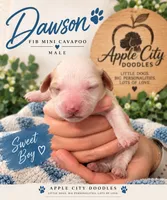 Dawson , a male Cavapoo for sale in Jackson, OH – 3 of 3