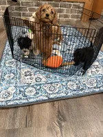 Update- Denver- Sold! , a male Cavapoo for sale in Jackson, OH – 6 of 7