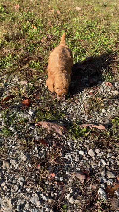 Update- Denver- Sold! , a male Cavapoo for sale in Jackson, OH – 7 of 7