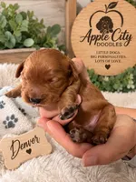 Denver, a male Cavapoo for sale in Jackson, OH – 2 of 4
