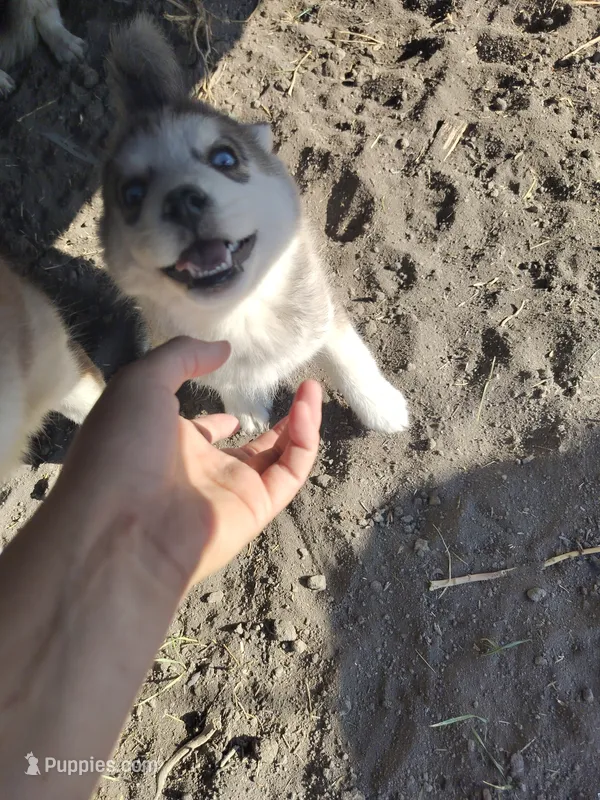 Male 2 – Pomsky puppy for sale in Susanville, CA