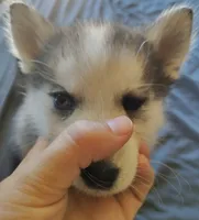 Male 1, a male Pomsky for sale in Susanville, CA – 2 of 2