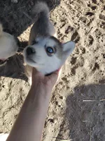 Male 2, a male Pomsky for sale in Susanville, CA – 2 of 3