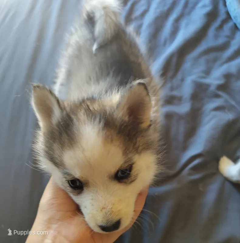 Female 1 – Pomsky puppy for sale in Susanville, CA