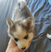 Female 1, a female Pomsky for sale in Susanville, CA – 1 of 2